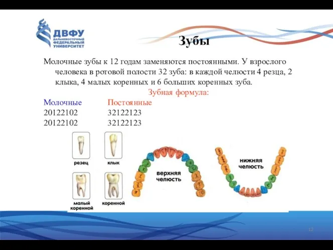 Зубы Молочные зубы к 12 годам заменяются постоянными. У взрослого