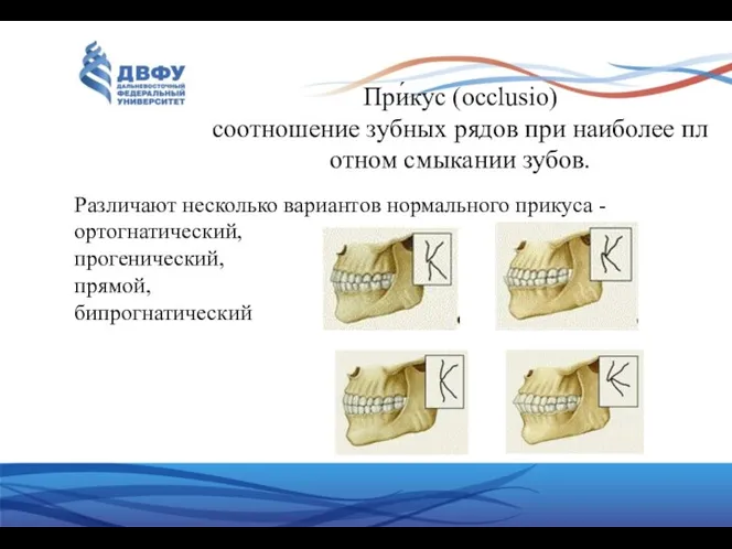 При́кус (occlusio) соотношение зубных рядов при наиболее плотном смыкании зубов.