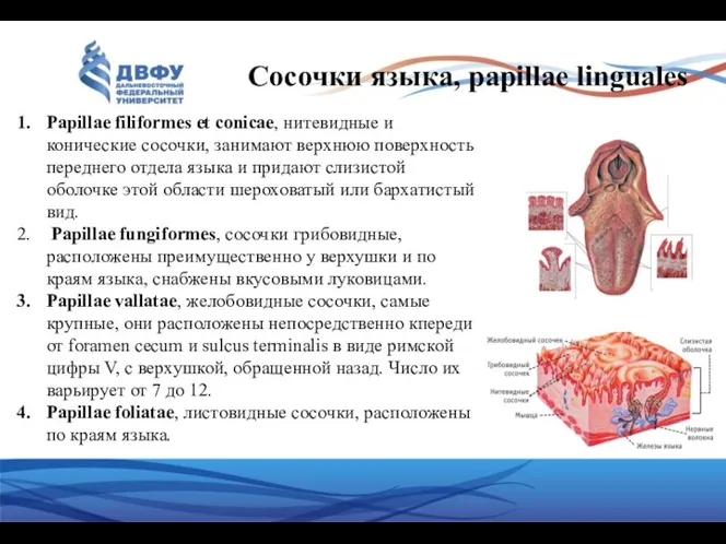 Papillae filiformes et conicae, нитевидные и конические сосочки, занимают верхнюю