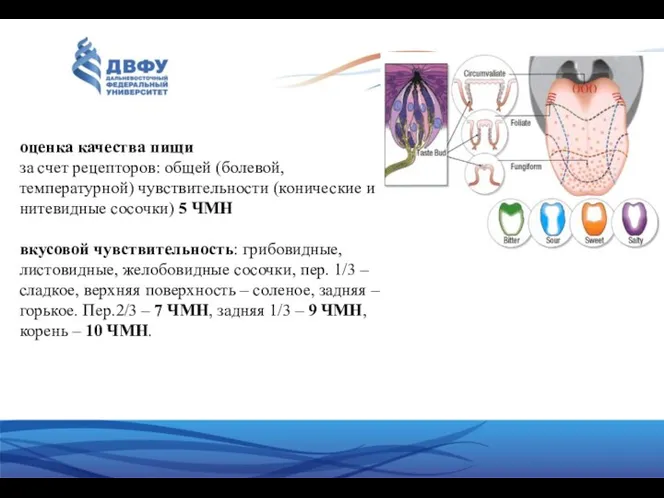 оценка качества пищи за счет рецепторов: общей (болевой, температурной) чувствительности