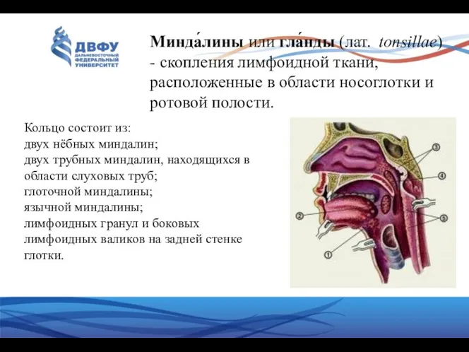 Кольцо состоит из: двух нёбных миндалин; двух трубных миндалин, находящихся