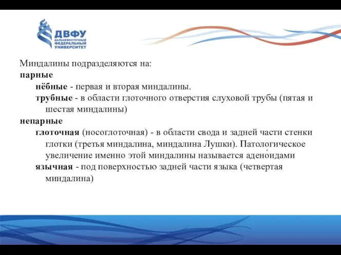 Миндалины подразделяются на: парные нёбные - первая и вторая миндалины.