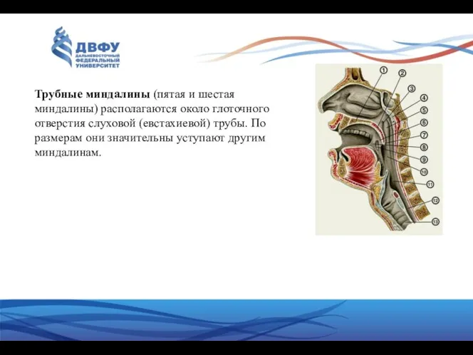 Трубные миндалины (пятая и шестая миндалины) располагаются около глоточного отверстия