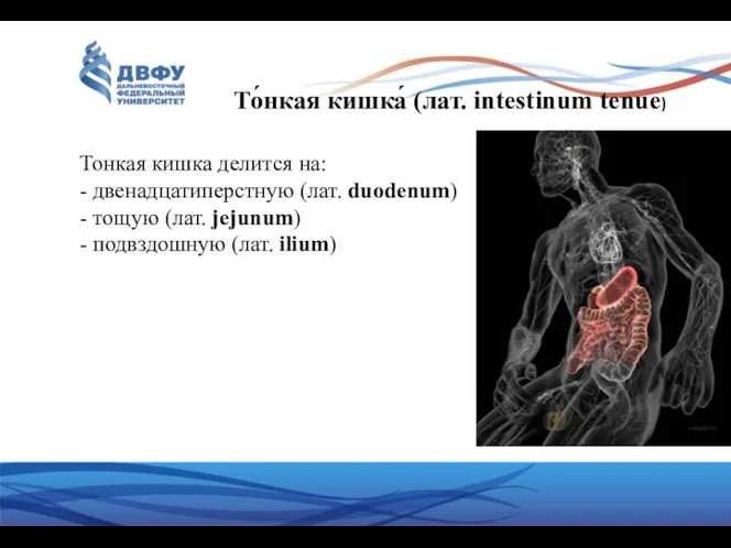 То́нкая кишка́ (лат. intestinum tenue) Тонкая кишка делится на: -