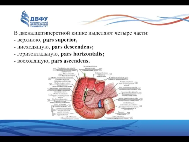 В двенадцатиперстной кишке выделяют четыре части: - верхнюю, pars superior,