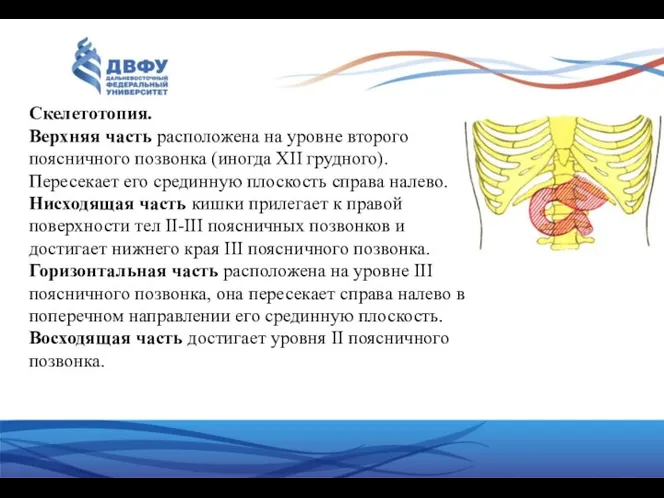 Скелетотопия. Верхняя часть расположена на уровне второго поясничного позвонка (иногда