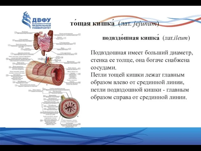 то́щая кишка́ (лат. jejunum) подвздо́шная кишка́ (лат.ileum) Подвздошная имеет больший