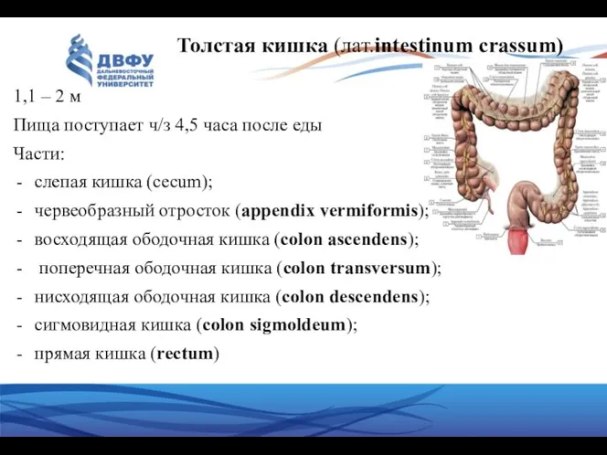 1,1 – 2 м Пища поступает ч/з 4,5 часа после