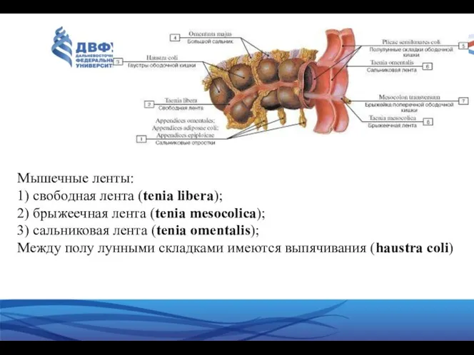 Мышечные ленты: 1) свободная лента (tenia libera); 2) брыжеечная лента