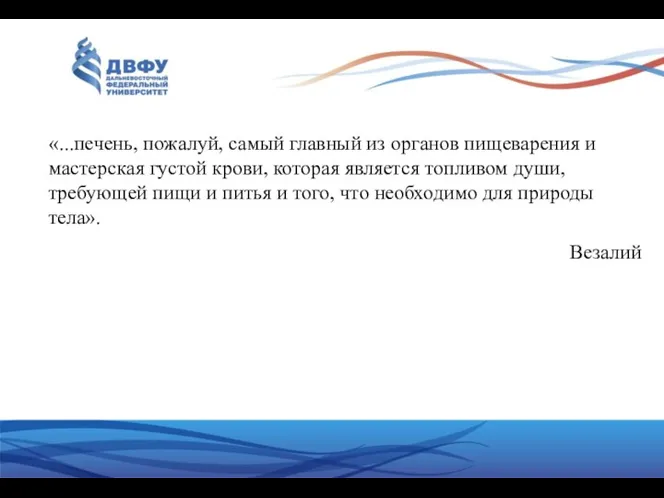 «...печень, пожалуй, самый главный из органов пищеварения и мастерская густой