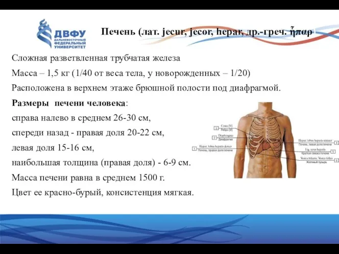 Сложная разветвленная трубчатая железа Масса – 1,5 кг (1/40 от