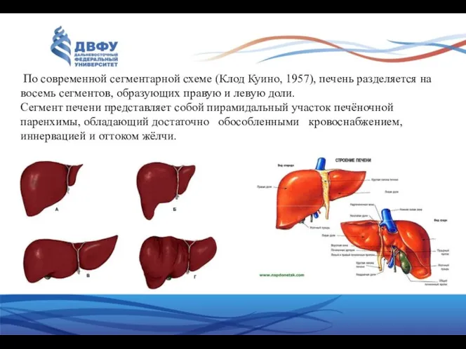 По современной сегментарной схеме (Клод Куино, 1957), печень разделяется на