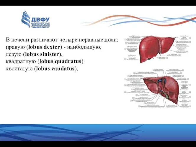 В печени различают четыре неравные доли: правую (lobus dexter) -