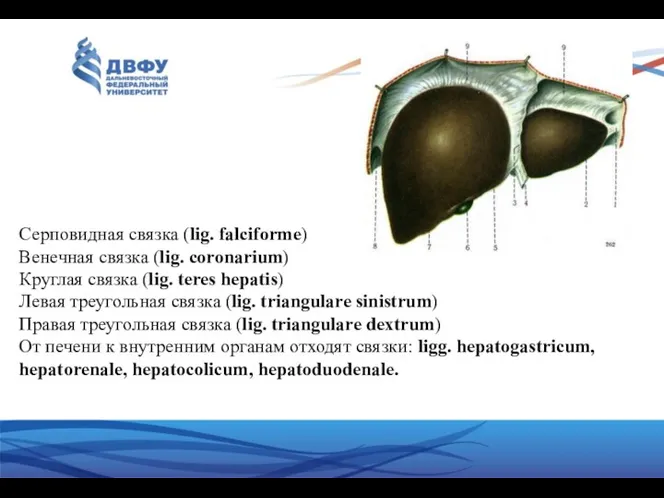 Серповидная связка (lig. falciforme) Венечная связка (lig. coronarium) Круглая связка