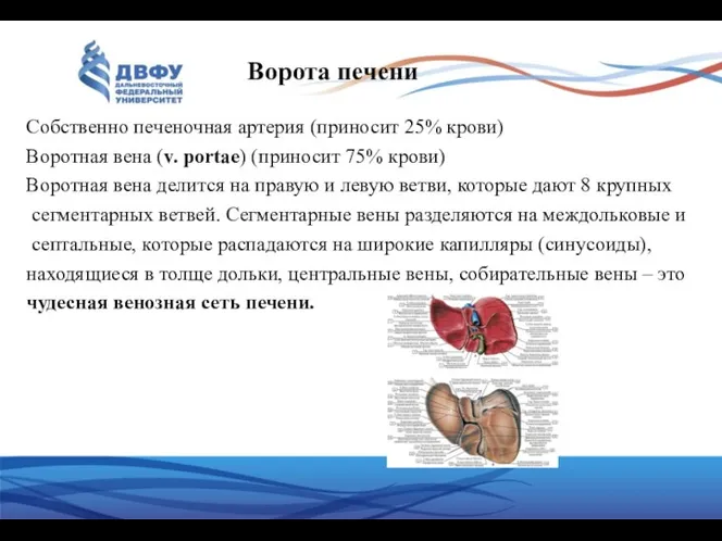 Собственно печеночная артерия (приносит 25% крови) Воротная вена (v. portae)