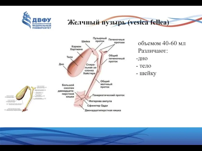 Желчный пузырь (vesica fellea) объемом 40-60 мл Различают: дно тело шейку