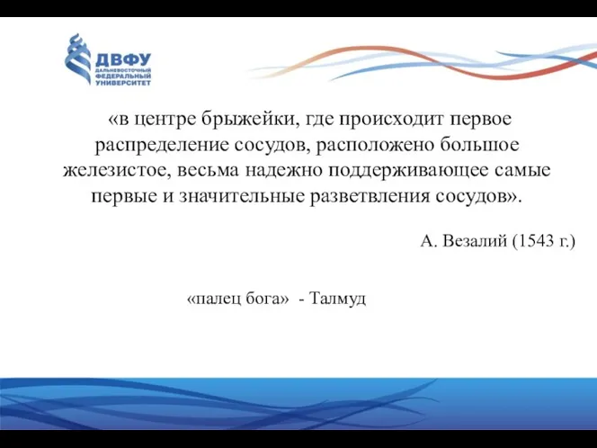 «в центре брыжейки, где происходит первое распределение сосудов, расположено большое