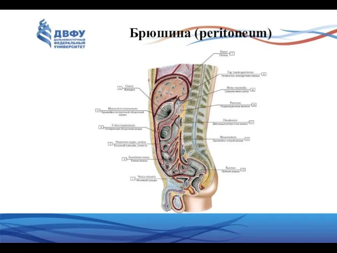 Брюшина (peritoneum)