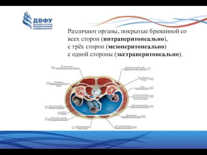 Различают органы, покрытые брюшиной со всех сторон (интраперитонеально), с трёх сторон (мезоперитонеально) с одной стороны (экстраперитонеально).