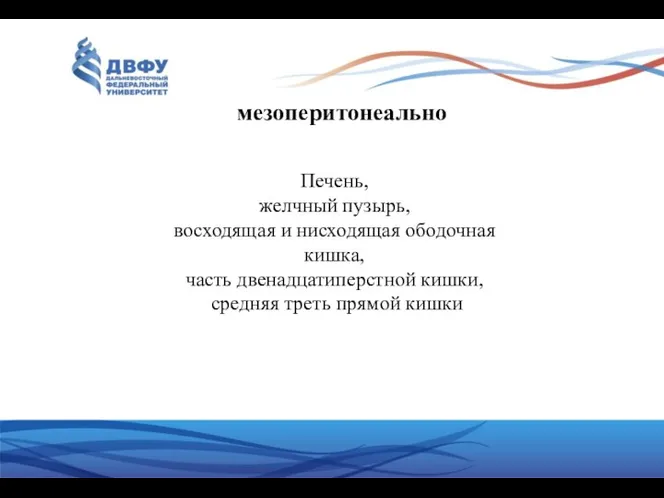 Печень, желчный пузырь, восходящая и нисходящая ободочная кишка, часть двенадцатиперстной кишки, средняя треть прямой кишки мезоперитонеально