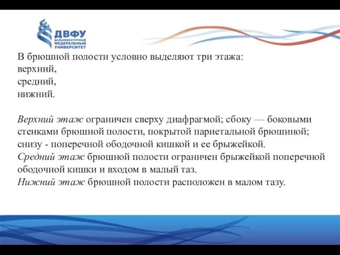 В брюшной полости условно выделяют три этажа: верхний, средний, нижний.