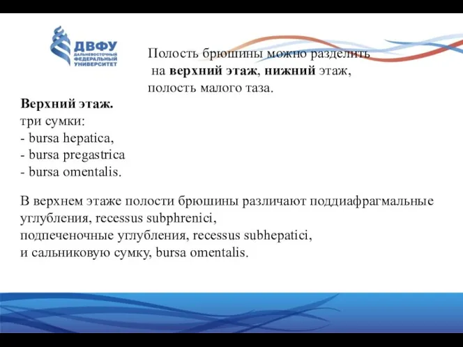 Полость брюшины можно разделить на верхний этаж, нижний этаж, полость