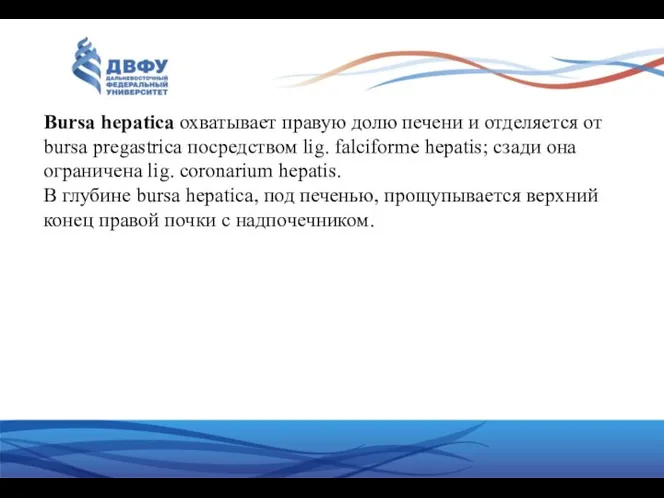 Bursa hepatica охватывает правую долю печени и отделяется от bursa