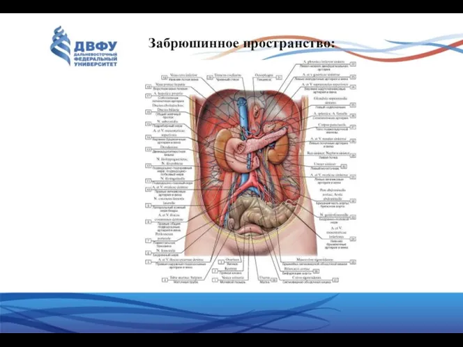 Забрюшинное пространство: