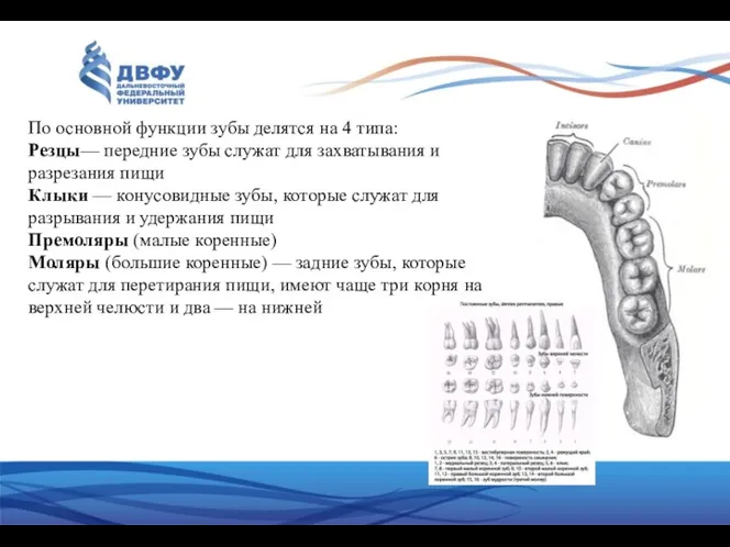 По основной функции зубы делятся на 4 типа: Резцы— передние