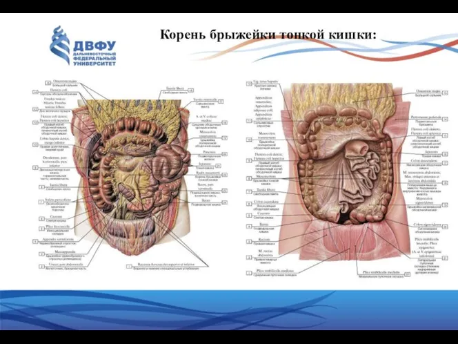 Корень брыжейки тонкой кишки: