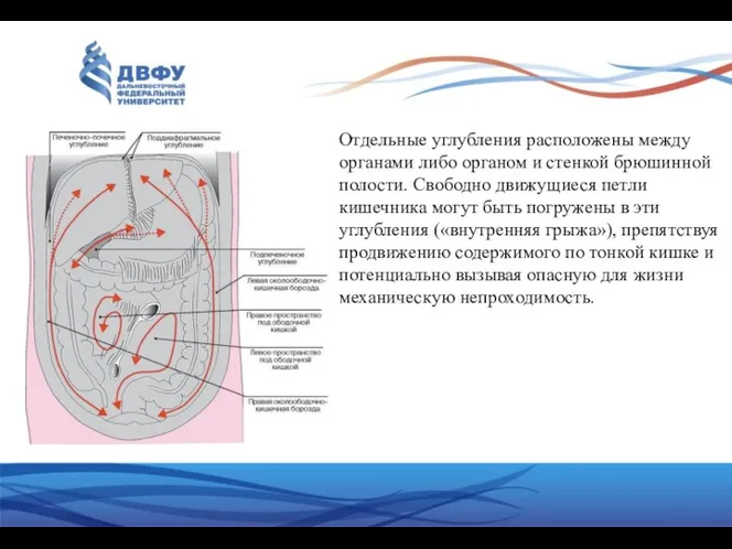 Отдельные углубления расположены между органами либо органом и стенкой брюшинной