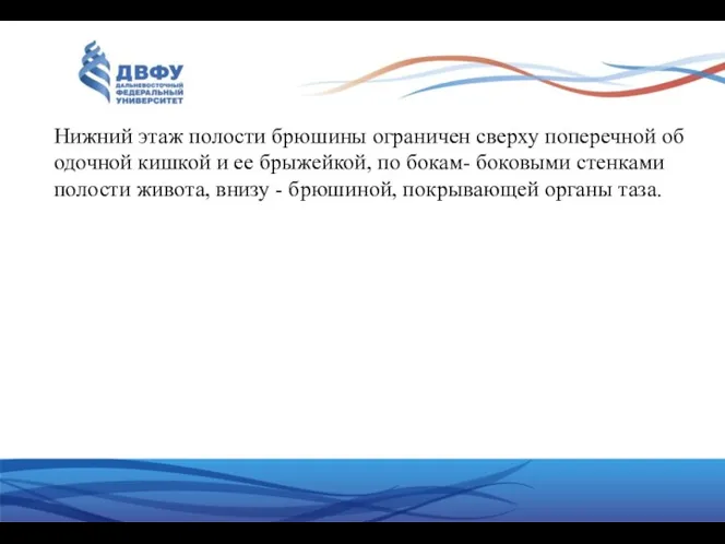 Нижний этаж полости брюшины ограничен сверху поперечной ободоч­ной кишкой и