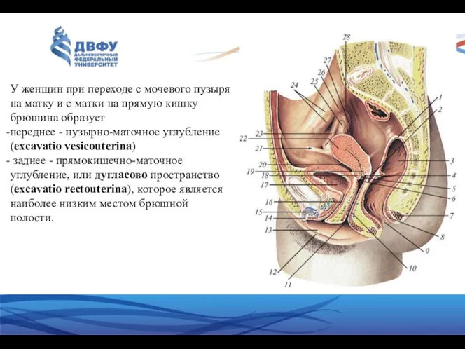 У женщин при переходе с мочевого пузыря на матку и