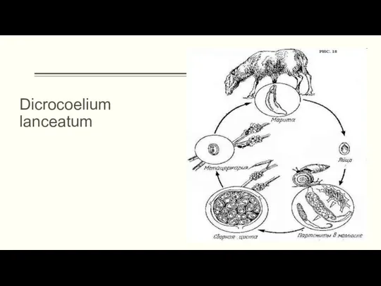 Dicrocoelium lanceatum