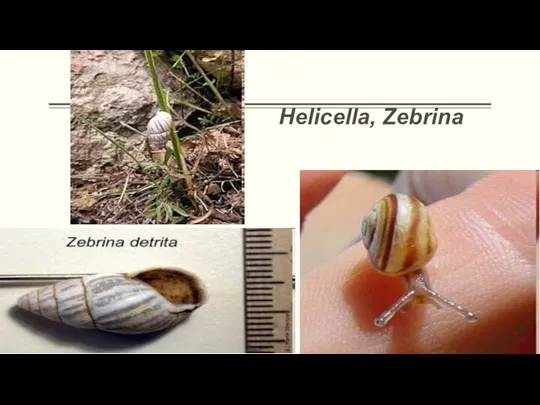 Helicella, Zebrina