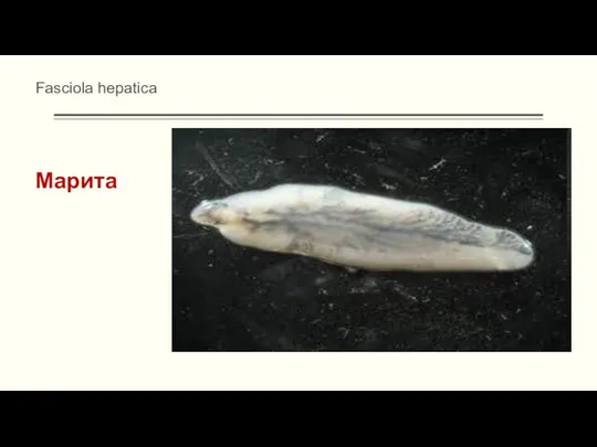 Fasciola hepatica Марита