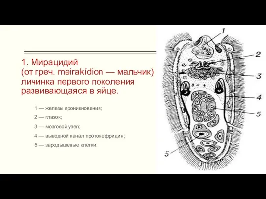 1. Мирацидий (от греч. meirakídion — мальчик) личинка первого поколения