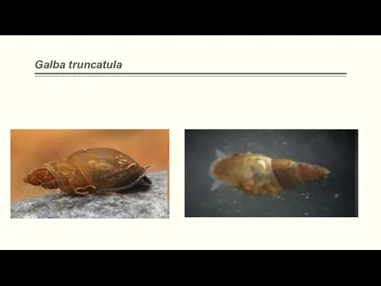 Galba truncatula