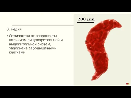 3. Редия Отличается от спороцисты наличием пищеварительной и выделительной систем, заполнена зародышевыми клетками