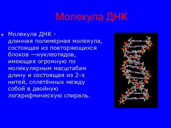 Молекула ДНК Молекула ДНК -длинная полимерная молекула, состоящая из повторяющихся блоков —нуклеотидов, имеющая