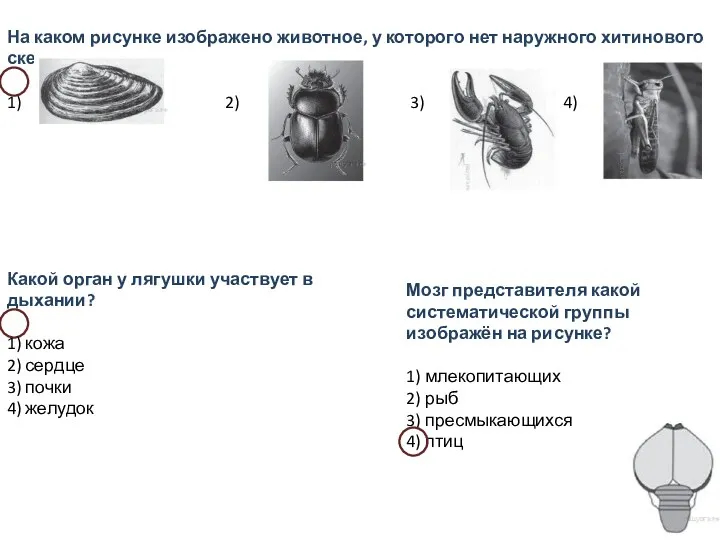 На каком рисунке изображено животное, у которого нет наружного хитинового