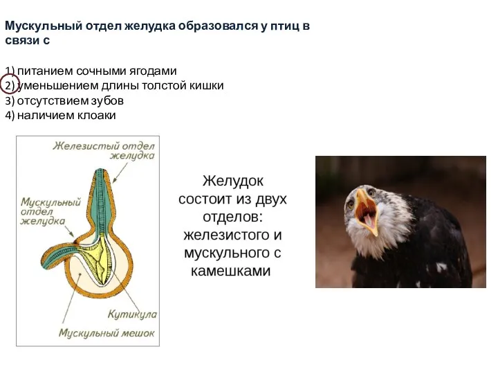 Мускульный отдел желудка образовался у птиц в связи с 1)