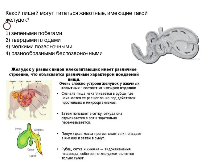 Какой пищей могут питаться животные, имеющие такой желудок? 1) зелёными