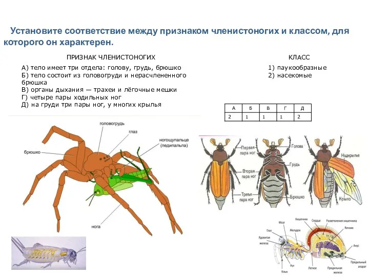 Установите соответствие между признаком членистоногих и классом, для которого он характерен.