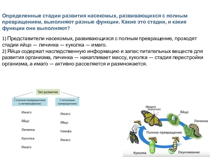 Определенные стадии развития насекомых, развивающихся с полным превращением, выполняют разные