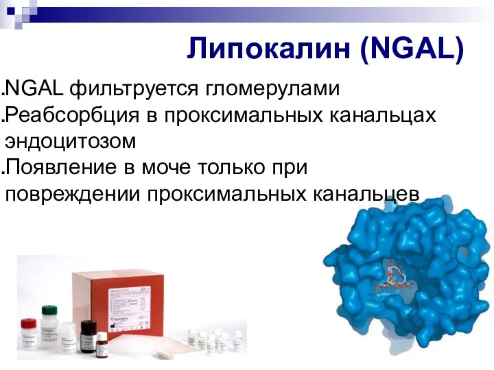 Липокалин (NGAL) NGAL фильтруется гломерулами Реабсорбция в проксимальных канальцах эндоцитозом