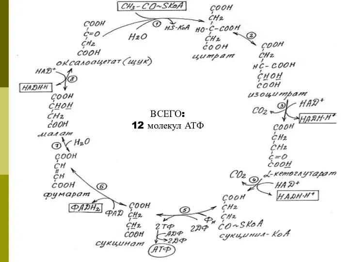 ВСЕГО: 12 молекул АТФ