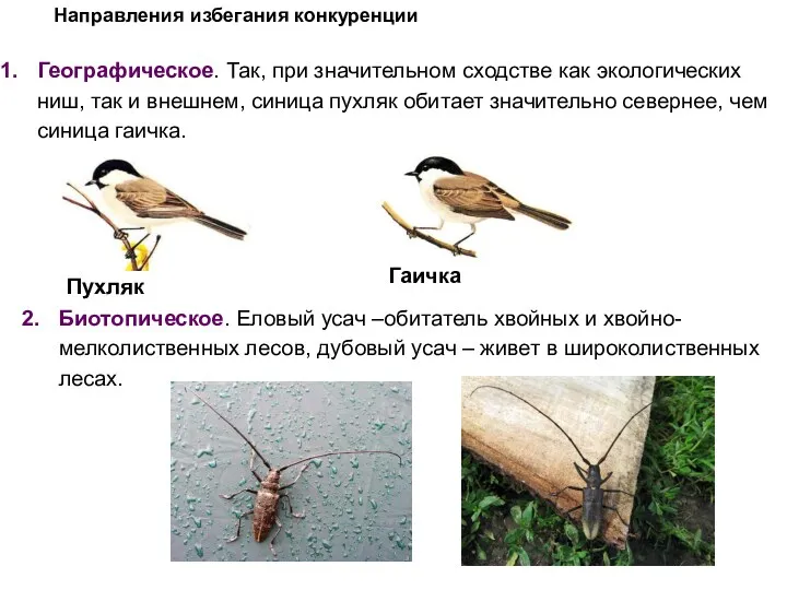 Географическое. Так, при значительном сходстве как экологических ниш, так и