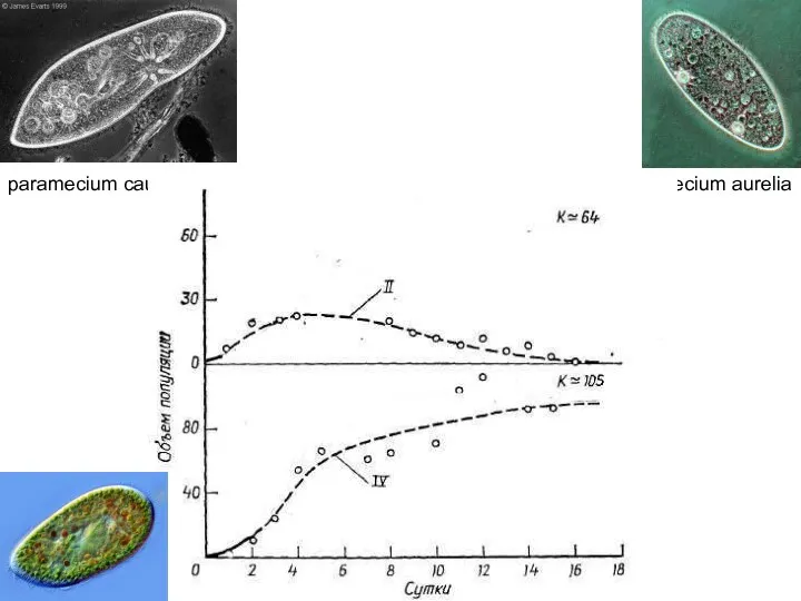 paramecium caudatum paramecium aurelia