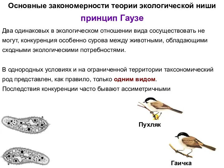 Два одинаковых в экологическом отношении вида сосуществовать не могут, конкуренция